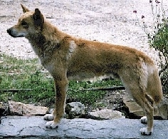 Left Profile - A Dingo is standing on a large rock with brush and sand in the background