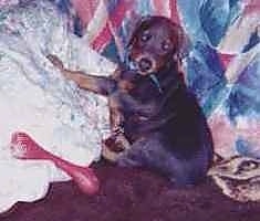 Twister the Doberman Pinscher puppy is laying against a bed and with colorful blankets and a red bone in front of it.