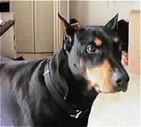 Close Up upper body shot - Doberman Pinscher standing in a house and looking forward
