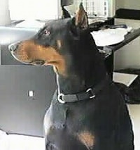 A black and tan Doberman Pinscher is sitting in a house and looking to the left with a black leather couch behind it