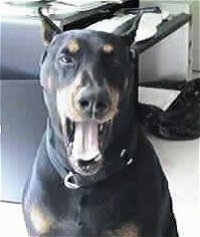 Close Up - A Doberman Pinscher is sitting in front of a black leather couch. Its mouth is open and tongue is out as it yawns