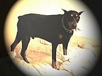 Doberman Pinscher is standing on a bed and looking forward. There is a large black vignette around the image