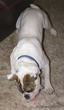 Top down view of Spike the Bulldog standing on a carpet and it is trying to eat a toy on the ground.