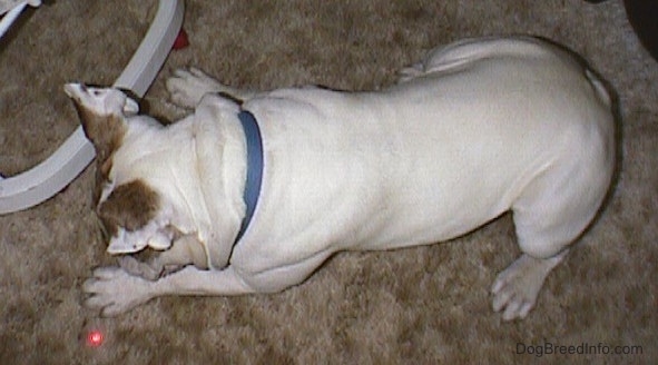 Top down view of Spike the Bulldog chasing after a red laser pointer light on the carpet.