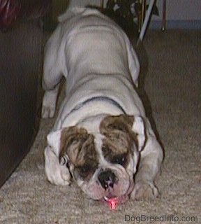 Spike the Bulldog is biting at a red laser that being pointed at a carpet. 