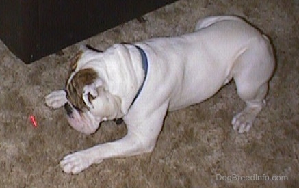 Top down view of Spike the Bulldog laying down on a carpet in a playful position he is looking at a red laser pointer light that is in front of him.