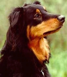 Close Up - Gay Currier the black and tan English Shepherd is sitting outside and looking to the right