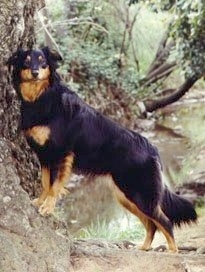 Gay Currier the black and tan English Shepherd is standing on a rock that is against a tree.