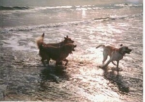 Three dogs are running together through water on a beach with the sun reflecting off the water.