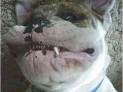 Close up - The face of Spike the Bulldog who is laying upside down on a carpet.