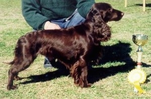 A brown Field Spaniel is being posed by a person behind it. There is a trophy and a yellow ribbon in front of the dog.
