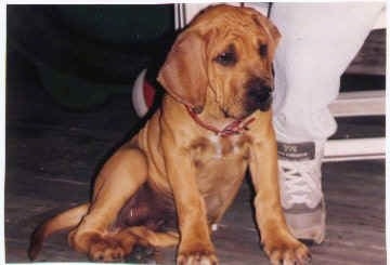 A tan Fila Brasileiro puppy is wearing a red collar and sitting against a persons leg who is wearing white pants and gray sneakers.