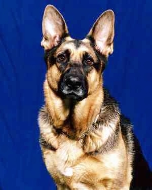 Upper body shot - A black and tan German Shepherd is sitting in front of a blue wall