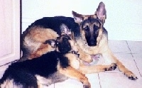 A black and tan adult German Shepherd is laying in front of a wall with a black and tan German Shepherd puppy laying on the side of it