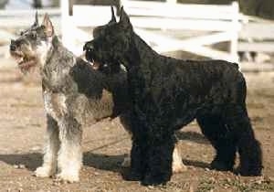 A black Giant Schnauzer and a grey with white Giant Schnauzer are standing in a field next to each other with white fencing behind them.