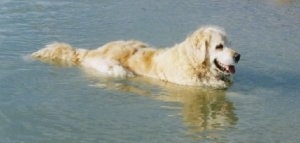 Golden Retriever swimming in water