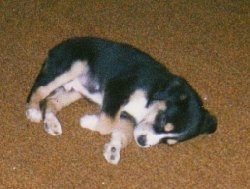 A small tricolor black, tan and white Greater Swiss Mountain puppy is sleeping on a tan carpet on its right side