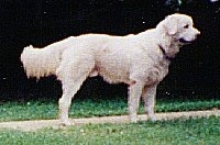 Right Profile - A Great Pyrenees is standing on a sidewalk in between rows of grass