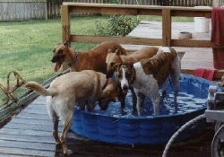 Four Greyhounds are standing in a blue kiddie pool on a wooden deck.