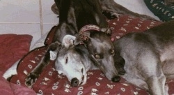 Two grayhounds on top of a maroon pillow - The blue-gray dog has its head over top of a gray and white dog.
