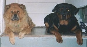 A tan Chow Chow is laying at the top of a staircase next to a black and tan Rottweiler
