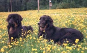 Two black with tan Hovawarts are laying in a field of yellow flowers looking forward.