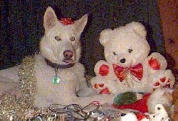 A pure white Siberian Husky is laying across a surface and there is a white teddy bear in front of it. There is a red ribbon on the Huskys head and there is a gold garland on its back.