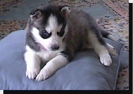 Front side view - A small black and white Siberian Husky puppy is laying on a blue pillow, it is looking down and to the right.