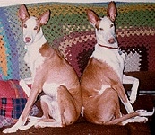 Two Ibizan Hounds are sitting back to back on a couch that has a crocheted blanket over the back of it.