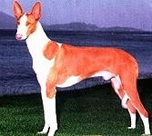 A brown with white Ibizan Hound is standing in a field. Behind it is a body of water