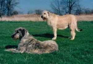 Two adult dogs, a black, tan and grey Irish Wolfhound is laying in grass and next to it is a standing tan Irish Wolfhound.
