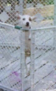 Front view - A white with tan Parson Russell Terrier dog jumped up on the side of an outdoor pen on top of a wooden deck.