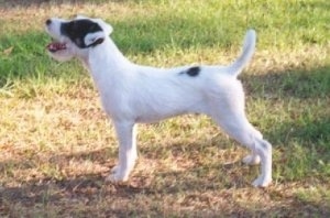 Left Profile - A white with black Parson Russell Terrier Puppy is standing in grass and it is looking up with its mouth open and tongue out. Its tail is up.