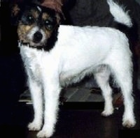 Close up side view - The left side of a white with tan and black Parson Russell Terrier looking forward. The dog's body is all white and it has black and tan on its head.