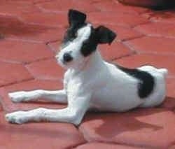 Side view of a white with black Parson Russell Terrier dog laying on a red brick porch looking towards the camera.
