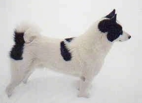 Right Profile - A white with black Karelian Bear Dog is standing outside in snow