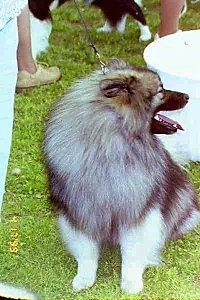 A Keeshond is sitting in grass at a dog show and looking to the left. Its mouth is open and tongue is out