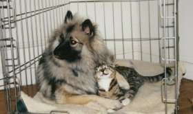 A Keeshond is cuddled next to a cat in a dog crate