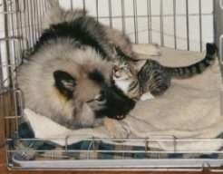 A Keeshond and a cat are laying closely in a dog crate. The cat is rubbing on the dog.