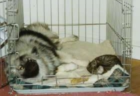A Keeshond is laying on its side on one half of a dog crate and a cat is laying at the other end.