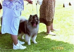A Keeshond is standing in grass in-between a lady dressed in baby-blue who is holding its leash and a lady in a brown dress at a dog show.