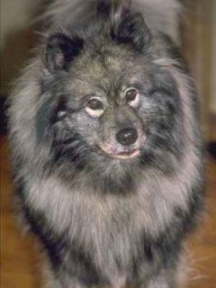 Close Up front view upper body shot - A Keeshond is standing in a room with its head tilted slightly to the left.