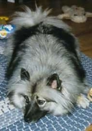 A Keeshond is laying down on an oval blue throw rug.