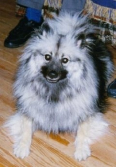 A fluffy Keeshond is laying in front of a brown couch that a person is sitting on