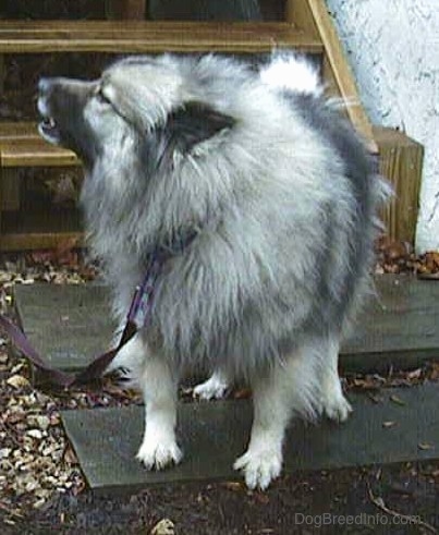 A Keeshond is standing on a gray flag stone and there is a set of wooden deck stairs behind it