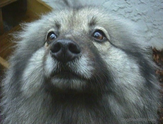 Close Up head shot - A Keeshond with its ears pinned back.