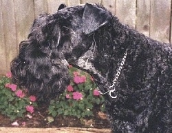 Close Up Left Profile head shot - A black Kerry Blue Terrier is wearing a silver choke chain standing in front of a wooden fence with pink flowers growing along side of it.