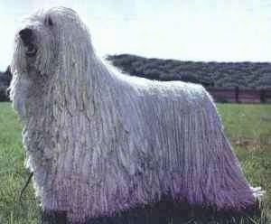 Side view - A white Corded Komondor is standing in grass and looking up and to the left. Its mouth is open