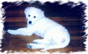 A white Kuvasz is laying on a hardwood floor and looking back