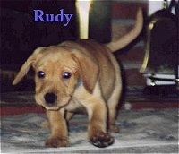 A tan Labrador Retriever puppy is walking across a carpet and its head is down. The word - Rudy - is overlayed